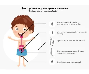 Зовнішній вигляд гостриків у калі